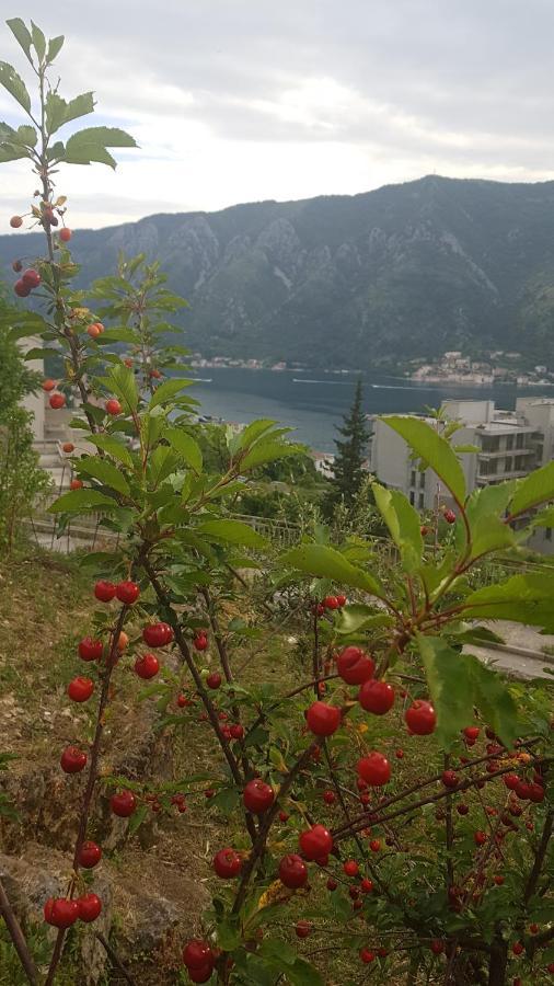 Apartment Jelena Κότορ Εξωτερικό φωτογραφία